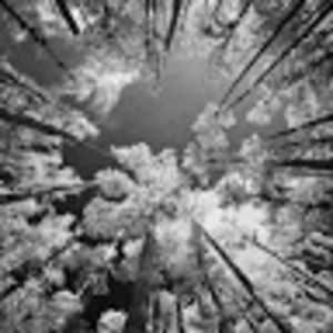 Meet your Posher, Roxanne